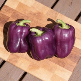 Purple Beauty, Pepper Seeds